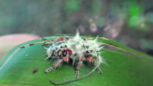 Chance discovery a real beauty