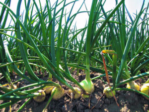 A cautionary tale on a global scale