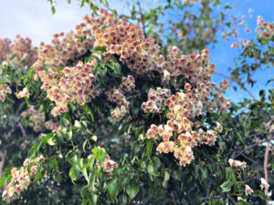 Local twining beauty an easy addition to local gardens