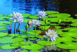 Blooming native water lilies attract the eyes and the bees at Templin