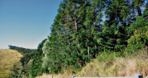 Rainforest refuge to be felled