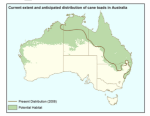 Countering the pest solution that became an even bigger pest problem