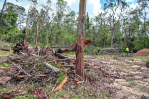 Disaster vegetation collection continues