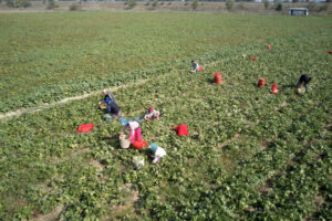 Ag visa to be rolled out in September, workers expected in November