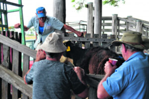 One year after heritage listing, uncertainty still shadows Beaudesert saleyards