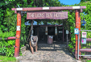 Lion brings Africa to the outback