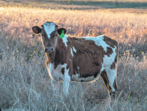 Scenic Rim AgTech company gains global investment package