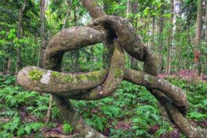 Trees that time forgot