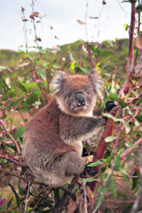 Genetic screening for koalas under threat from inbreeding