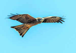 Take a closer look and get ready for Bird Count week