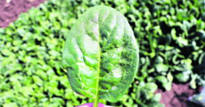 Serpentine leafminer detected in Lockyer Valley