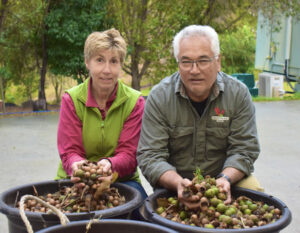 Macadamia price dire forecast