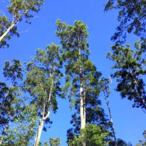 Project to fence and manage weeds in remnant wins grant funding