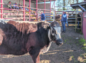 Primed and ready for judging and sales