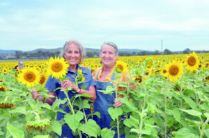 Response to a ‘sea of yellow sunflowers’ has farmer considering future agritourism opportunities