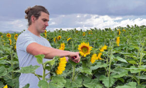 Kalbar sunflowers star in New Farm degustation dish that uses whole flower