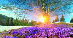 The Beauty of Life – Spring Offensive