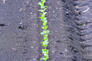 Financial support for on farm soil testing – a part of the solution to climate change