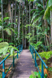Tourism on Tamborine ‘under threat’ despite Lonely Planet listing