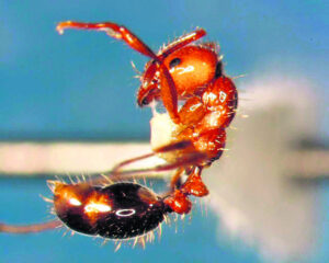 Fire ants found in Boonah