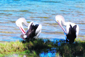 The Beauty of Life – Hello Bill