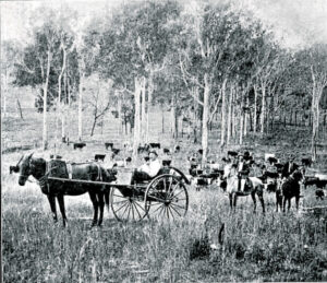FASSIFERN in 1920: A cricketer becomes a Boonah institution