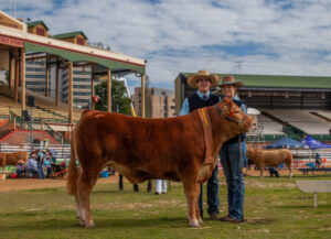 ‘Big blow’: cattle farmers rocked as Ekka cancelled again