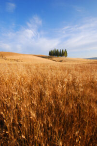 ‘Not all doom and gloom’ seed company’s collapse unpacked by agronomist