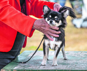 Budget friendly Kalbar Show a big success