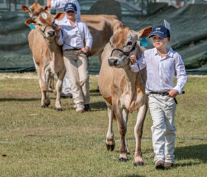 Bevy of bovine beauties at Beauy show