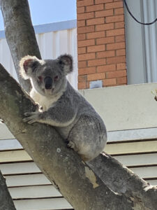 Boonah koala rescued outside supermarket