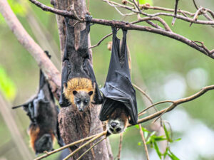 Grey-headed flying fox – threatened but stable
