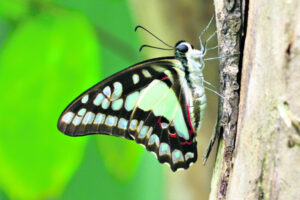 The Beauty of Life – Wooftie