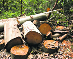 Report: Tree clearing rates drop in state