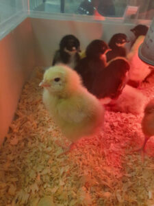 Bordoodle cuddles at baby animal nursery