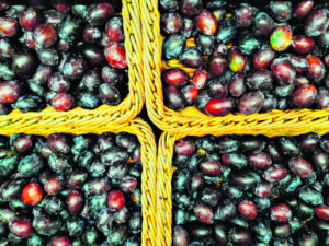 Plum access to Vietnam for stone fruit growers