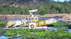 Parts of Wyaralong ‘unfishable’ as hyacinth blankets dam