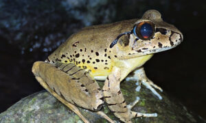 Nine year endangered frog survey to gauge Scenic Rim Trail impact