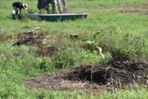 1500 koala trees planted on Peak Crossing farmland