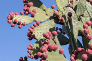 Prickly pear not so sweet to treat