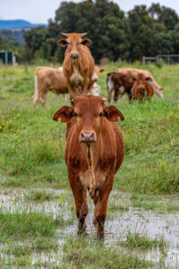 Saleyard survey results released