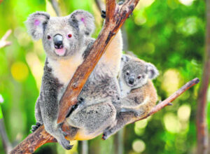 Scat collections to profile koala health