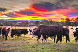 Growing slow, farmland values in the spotlight