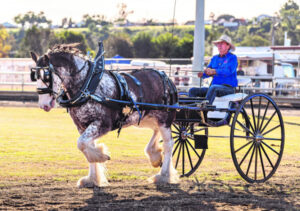 Spectacular outcome for Clydesdale event