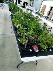Free advice and plants to purchase at Native Plant sale
