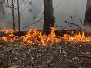 Extra $275k for bushfire recovery