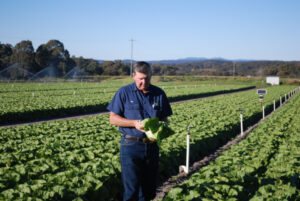 Lettuce price rise just tip of iceberg