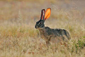 Crops, vegetation and landscapes devoured by hungry hares