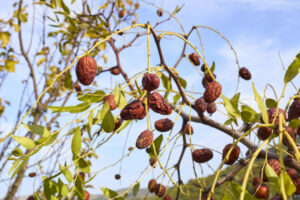 Jujube fruits full of flavour