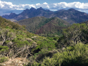 Rainforest survives the bushfires